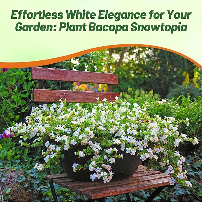 Outsidepride White Snowtopia Bacopa Seeds - 20 Pcs Low Maintenance Perennial Flower Seeds with Cascading, Vibrant Blooms & Trailing Growth Habit, for Containers, Baskets, & Window Boxes
