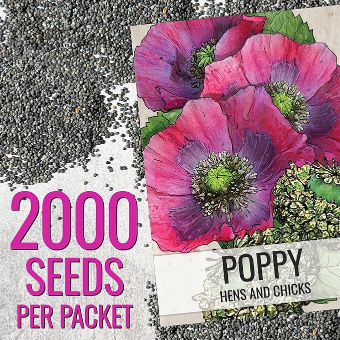 Seed Needs Hens & Chicks Poppy Seeds for Planting - Heirloom & Open Pollinated Annual Wildflowers - Beautiful Poppies to Attract Pollinators to a Butterfly Garden (5 Packs)