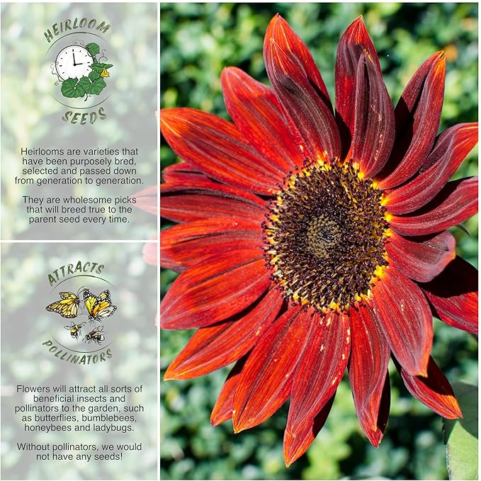 Seed Needs Sunflower Seeds for Planting Midnight Rouge Branching Sunflowers - Heirloom & Open Pollinated Flower Seed to Plant an Outdoor Wildflower Butterfly Garden (1 Pack)