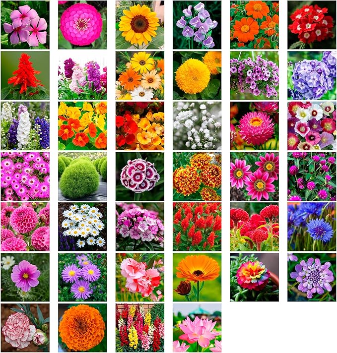 2200+ Mixed Flower Combo Seed Pack for Your Home Garden, 40+ Variety Flower, Including Petunia, Zinnia, Sunflower and More, Attracts Pollinators, Non- GMO and Heirloom
