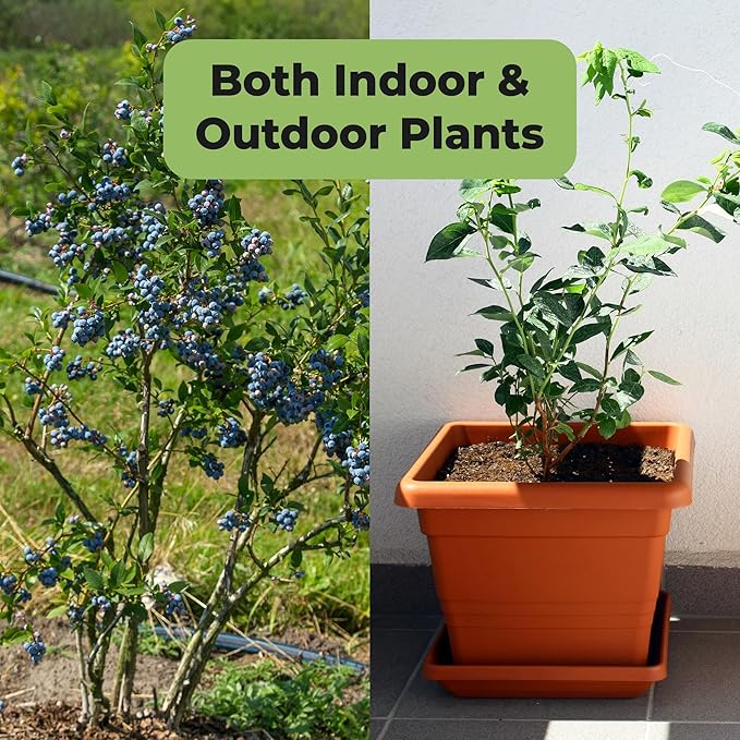Liquid Blueberry Fertilizer by Perfect Plants | Berry Booster | Premium Fertilizer for Blueberries and Other Acidic Soil Fruiting Plants (8 fl oz)