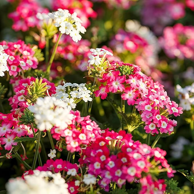1500 Mixed Color Verbena Seeds - Dense Colorful Small Blooms, Cold & Heat-Tolerant Groundcover Flowers, Perfect for Garden Borders, Easy to Propagate