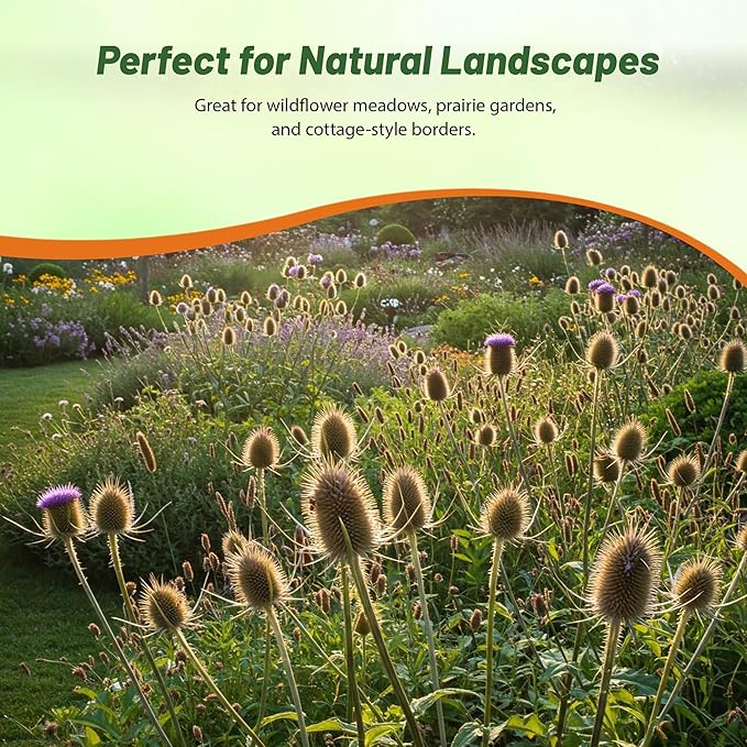 Outsidepride Teasel Seeds - 2000 Pcs. Biennal, Low Maintenance & Drought Tolerant, Flower Seeds for Planting Tall, Comb-Like Lilac Blooms for Cut Flower Arrangements & Pollinator Gardens
