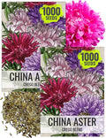 Seed Needs Crego China Aster Seeds for Planting - Heirloom & Untreated - Grow a Butterfly Garden with a Mixture of Colorful Cut Flowers to Pair with Zinnias (2 Packs)