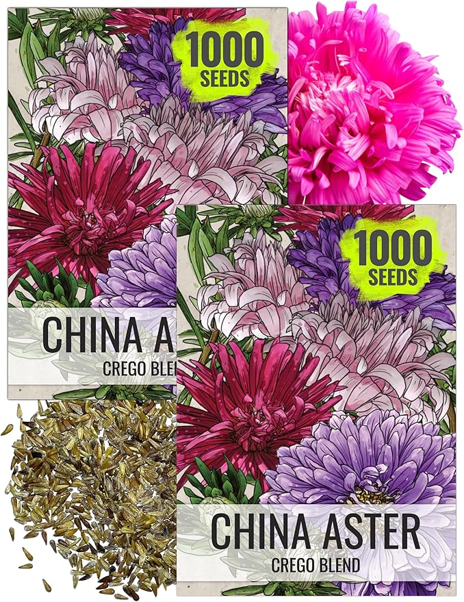 Seed Needs Crego China Aster Seeds for Planting - Heirloom & Untreated - Grow a Butterfly Garden with a Mixture of Colorful Cut Flowers to Pair with Zinnias (2 Packs)