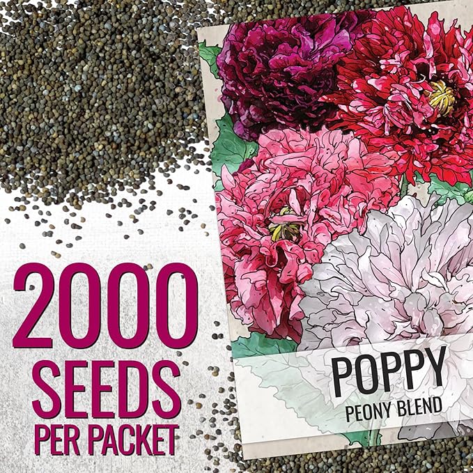 Seed Needs Mixed Peony Poppy Seeds for Planting - Heirloom & Open Pollinated - Colorful Mixture to Plant an Outdoor Butterfly Garden, Attracts Pollinators (1 Pack)