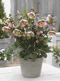 Perennial Farm Helleborus Frostkiss® Bayli's Blush® No. 1