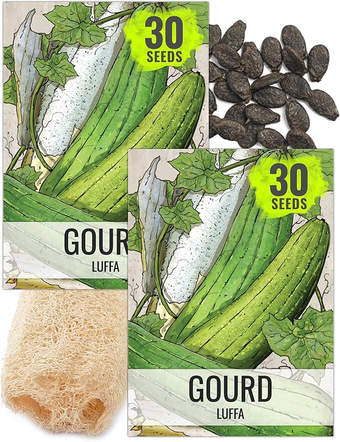 Seed Needs Vegetable Seeds for Planting Luffa Sponge Gourds - Non-GMO Heirloom & Untreated Loofah Veggie Seed to Plant a Home Grown Outdoor Garden (2 Packs)
