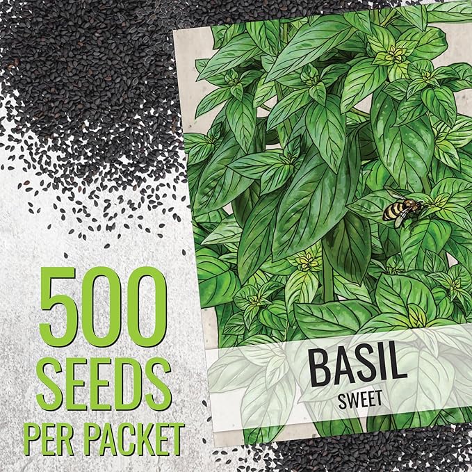 Seed Needs Sweet Genovese Basil Seeds for Planting - Non-GMO Heirloom & Untreated Culinary Herb Seed to Plant an Indoor or Outdoor Home Grown Kitchen Garden (5 Packs)