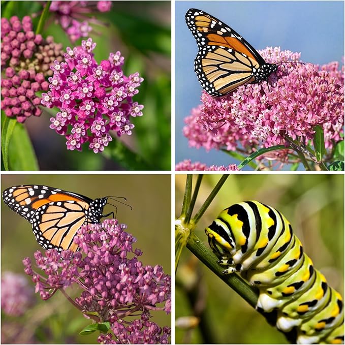 Seed Needs Pink Swamp Milkweed Seeds for Planting - Heirloom & Untreated - Grow a Butterfly Garden to Attract Monarch Butterflies & Pollinators (2 Packs)