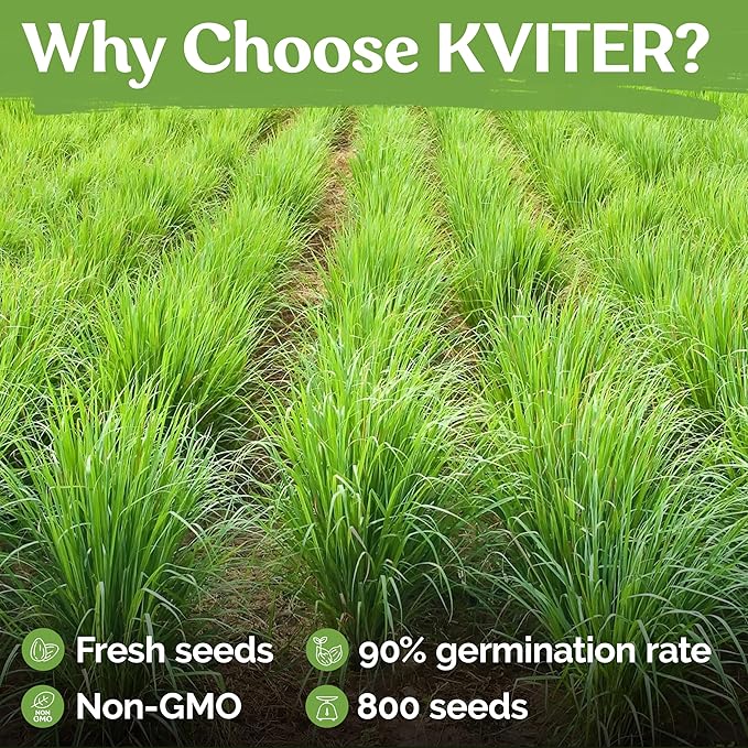 KVITER 800 Lemongrass Seeds (Cymbopogon citratus) - Lemon Grass Seed, Aromatic Culinary Herbs, Organic & Non GMO - Heirloom Herb Seeds for Outdoor, Indoor Garden & Containers