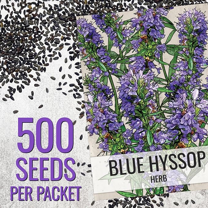 Seed Needs Hyssop Seeds for Planting Blue Hyssop Herbs - Non-GMO Heirloom & Untreated Hyssopus officinalis Seed to Plant an Indoor/Outdoor Medicinal Herb Garden (1 Pack)