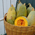 Guatemalan Blue Banana Winter Squash - 25 Seeds - Heirloom & Open-Pollinated Variety, Easy-to-Grow, Non-GMO Vegetable Seeds for Planting Outdoors in The Home Garden, Thresh Seed Company