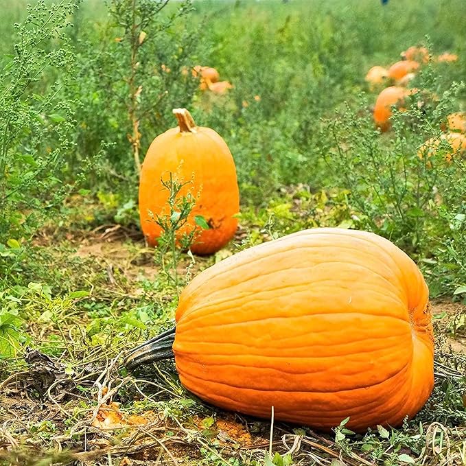 Pumpkin Garden Seeds - Jack O'Lantern Variety - 1 Lb - Non-GMO, Heirloom Pumpkins - Orange - Vegetable Gardening Seeds