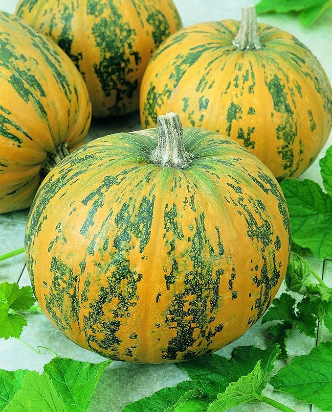 Seeds Pumpkin Muscat Striped Vitamin Big Decorative Ornamental Unique Giant Garden Vegetable for Planting Non GMO