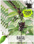 Seed Needs Basil Seeds for Planting Thai Basil Herbs - Non-GMO Heirloom & Untreated Herb Seed to Grow a Fresh Indoor or Outdoor Home Grown Culinary Garden (5 Packs)