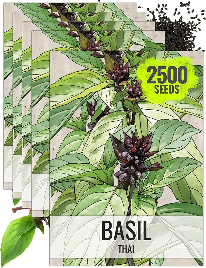 Seed Needs Basil Seeds for Planting Thai Basil Herbs - Non-GMO Heirloom & Untreated Herb Seed to Grow a Fresh Indoor or Outdoor Home Grown Culinary Garden (5 Packs)