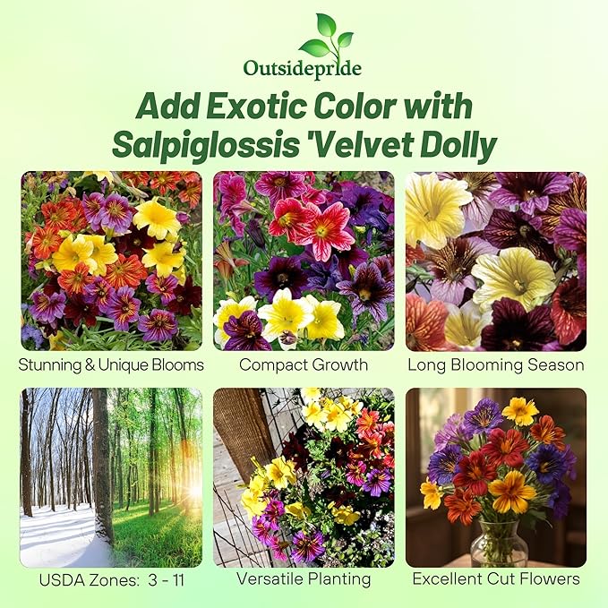 Outsidepride Painted Tongue Salpiglossis Seeds - 5000 Pcs. Annual, Versatile & Pollinator Friendly, Flower Seeds for Planting Vibrant Trumpet-Shaped Mixed Blooms for Garden Beds & Cut Flower Bouquets