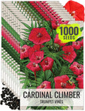 Seed Needs Cardinal Climber Seeds for Planting Ipomoea - Heirloom & Open Pollinated Climbers to Attract Pollinators and Provide Natural Privacy (10 Packs)