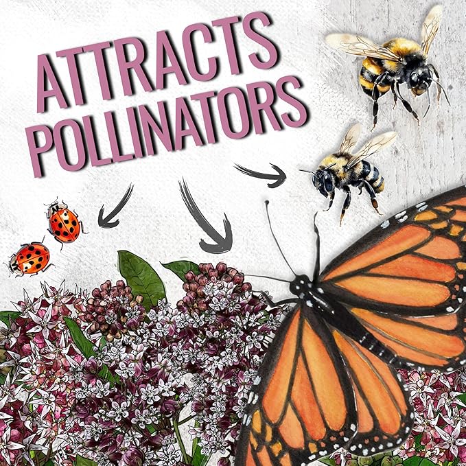 Seed Needs Milkweed Seeds for Planting Showy Pink/Common Pink Asclepias Flowers - Heirloom Wildflowers to Attract Monarch Butterflies to a Butterfly Garden