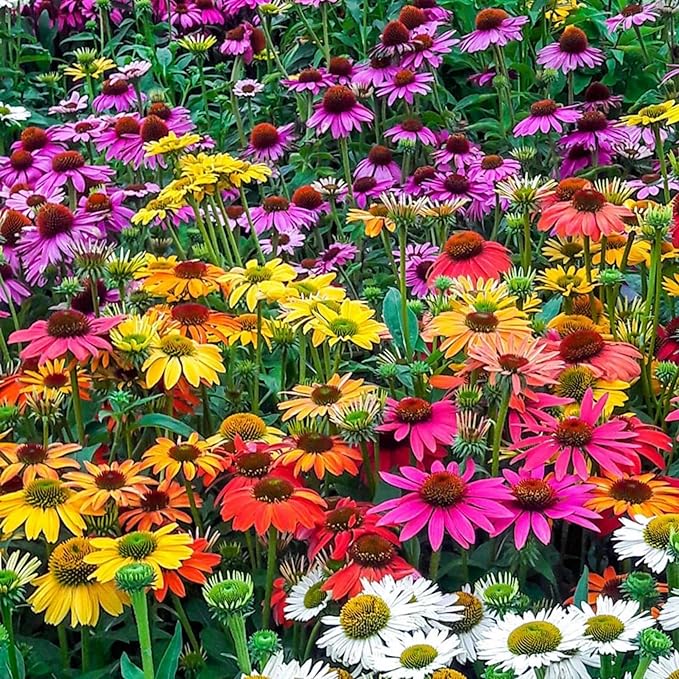 1000 Coneflower Seeds for Planting - Echinacea Seeds Perennial Bloom Flowers Rare Echinacea Flower Non-GMO Perennial Coneflower Garden Outdoor