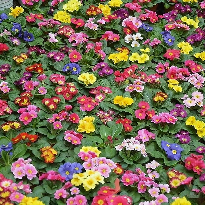 1000+ Primrose Primula Flower Seeds for Planting, Mixed Color Double Primula Seed, Perennial Plants, Non-GMO Heirloom Primrose Flower Seeds for Home Garden Outdoor
