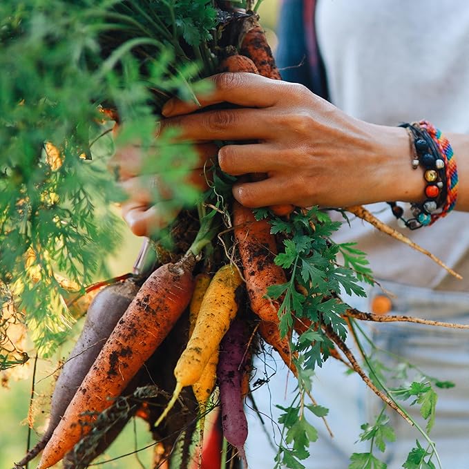 Organic Carrot Seeds (Rainbow Blend) - Approx 500 Seeds - USDA Organic, Non-GMO, Open Pollinated, Heirloom, USA Origin
