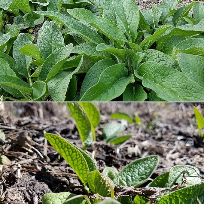 Bocking 14 Comfrey - 12 Root Cuttings to Grow | by Marsh Creek Farmstead