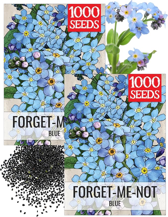 Seed Needs Blue Forget Me Not Seeds for Planting Myosotis Flowers - Heirloom & Open Pollinated Wildflowers to Plant an Outdoor Butterfly Garden to Attract Pollinators (2 Packs)