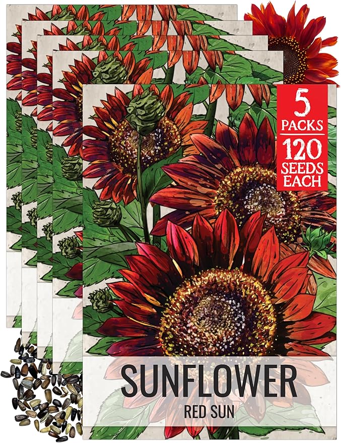 Seed Needs Sunflower Seeds for Planting Red Sun Sunflowers - Heirloom & Open Pollinated Annual Flowering Plants to Grow a Butterfly Garden to Attract Pollinators (5 Packs)