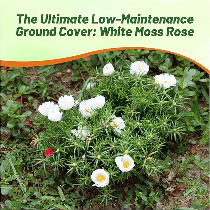 Outsidepride White Moss Rose Seeds - 500 Pcs Annual, Drought & Heat Tolerant, Pollinator Friendly Ground Cover Seeds for Planting w/Vibrant Blooms & Succulent Foliage, Ideal for Xeriscaping