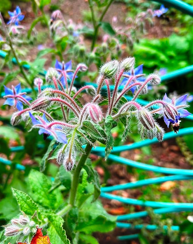 KIRA SEEDS - Seeds Borage - Annual Heirloom Herb - GMO Free