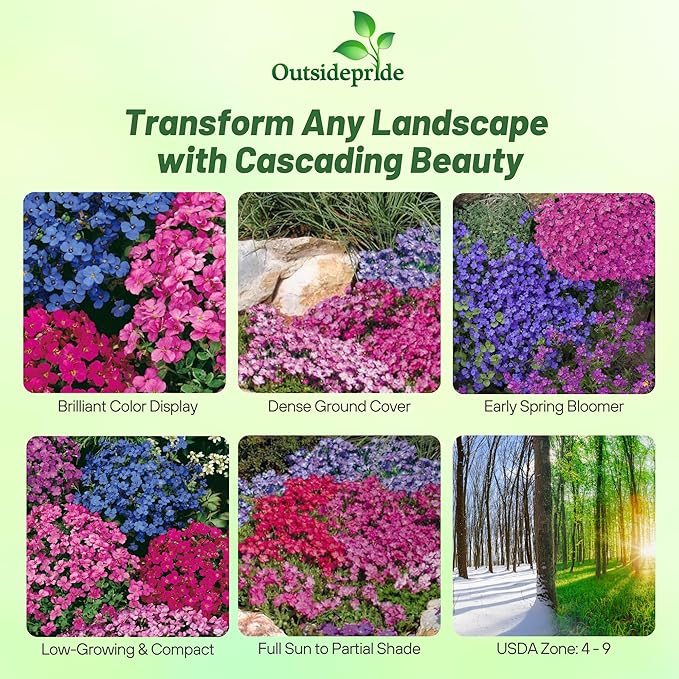 Outsidepride Cascade Mix Aubrieta Rock Cress Seeds - 2000 Pcs Perennial Flower Seeds, Easy to Grow, Low Maintenance, Cascading & Low Growing, for Baskets, Rock Walls, or Ground Covers