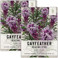 Seed Needs, Gayfeather Seeds - 500 Heirloom Seeds for Planting Liatris spicata - Perennial, Open Pollinated Wildflowers That Attracts Pollinators to The Garden (2 Packs)