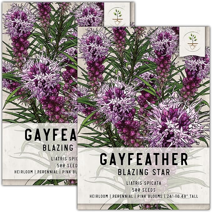 Seed Needs, Gayfeather Seeds - 500 Heirloom Seeds for Planting Liatris spicata - Perennial, Open Pollinated Wildflowers That Attracts Pollinators to The Garden (2 Packs)