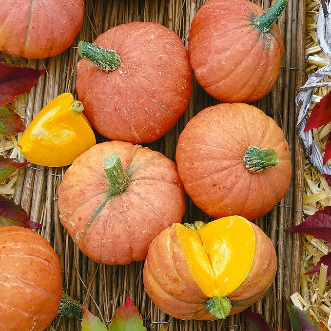 Organic Gold Nugget Winter Squash Seeds - 4 g Packet ~25 Seeds - Non-GMO, Certified Organic, Heirloom - Vegetable Garden - Cucurbita Maxima