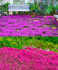 1500 Pink Mix Creeping Thyme Seeds for Planting, Ground Cover Plants
