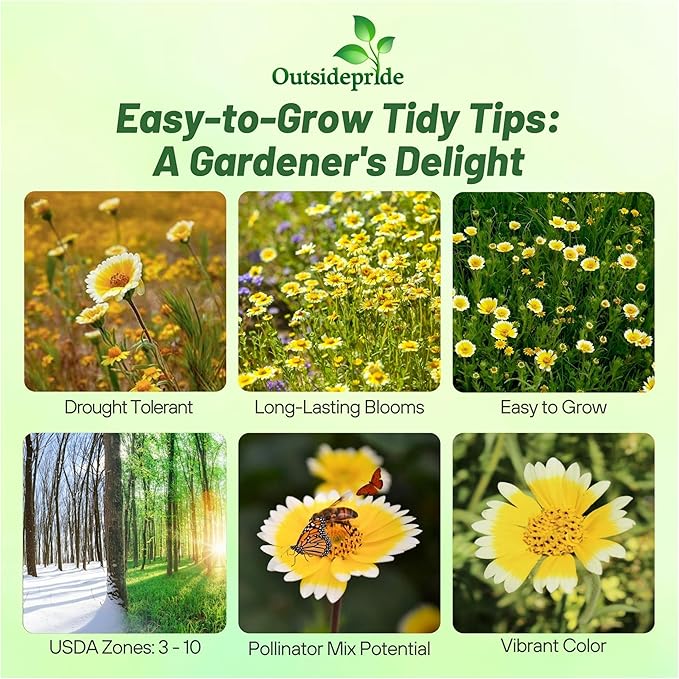 Outsidepride Tidy Tips Seeds - 5000 Pcs Annual Dazzling Golden-Yellow & White Blooms, Drought Tolerant, Self-Seeding, Ideal for Rock Gardens, Flower Boxes, Borders, Xeriscape & Low-Water Landscapes