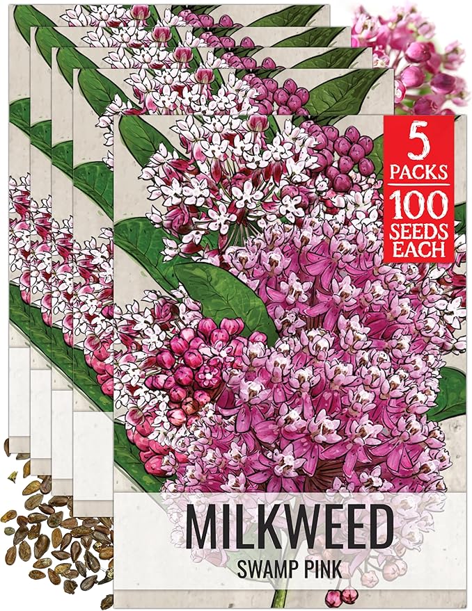 Seed Needs Pink Swamp Milkweed Seeds for Planting - Heirloom & Untreated - Grow a Butterfly Garden to Attract Monarch Butterflies & Pollinators (5 Packs)