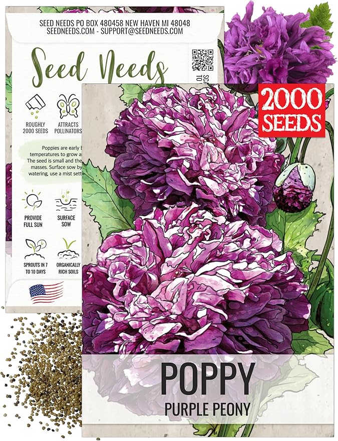 Seed Needs Poppy Seeds for Planting Purple Peony Poppies - Heirloom & Open Pollinated Violet Flowers to Attract Butterflies & Pollinators to a Butterfly Garden (1 Pack)