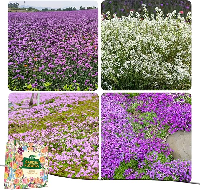 Ground Cover Plant Seeds Collection - 31,000+ Seeds Mix of Creeping Thyme, Alyssum, Purple Rockcress, Moss Verbena - 4 Varieties Pack for Landscaping Ground Cover