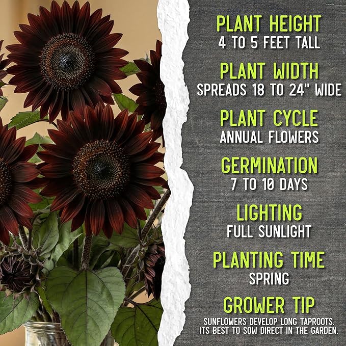 Seed Needs Sunflower Seeds for Planting Chocolate Sunflowers - Heirloom & Open Pollinated Flower Seed to Plant & Grow an Outdoor Wildflower Butterfly Garden (5 Packs)