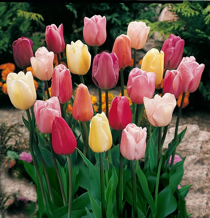 Mixed Triumph Tulips (25 Bulbs) - Assorted Colors of Tulip Bulbs by Willard & May