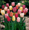 Mixed Triumph Tulips (25 Bulbs) - Assorted Colors of Tulip Bulbs by Willard & May