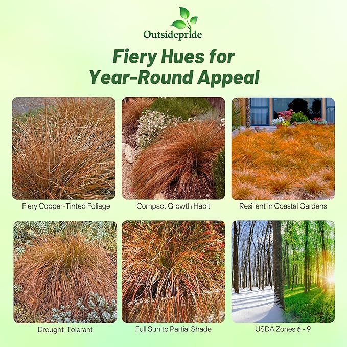 Outsidepride Carex Prairie Fire Ornamental Grass Seed – 200 Pcs. Perennial, Low-Maintenance, Drought-Tolerant Grass Seeds with Low Growing Foliage for Borders, Ground Covers, & Outdoor Living Spaces