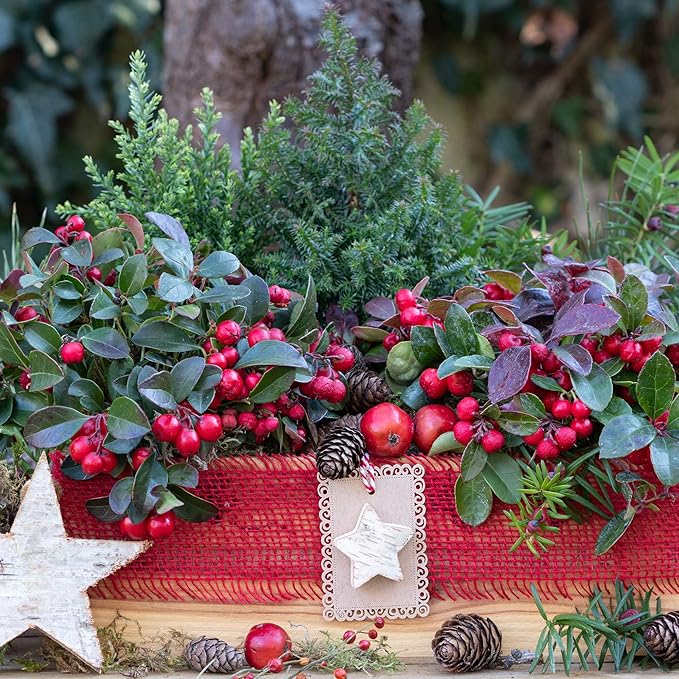 Outsidepride Wintergreen Seeds - 1000 Pcs. Perennial, Cold-Tolerant & Low Maintenance, Ground Cover Seeds for Planting Sweet, White Bell-Shaped Blooms for Versatile Uses & Pollinator Gardens