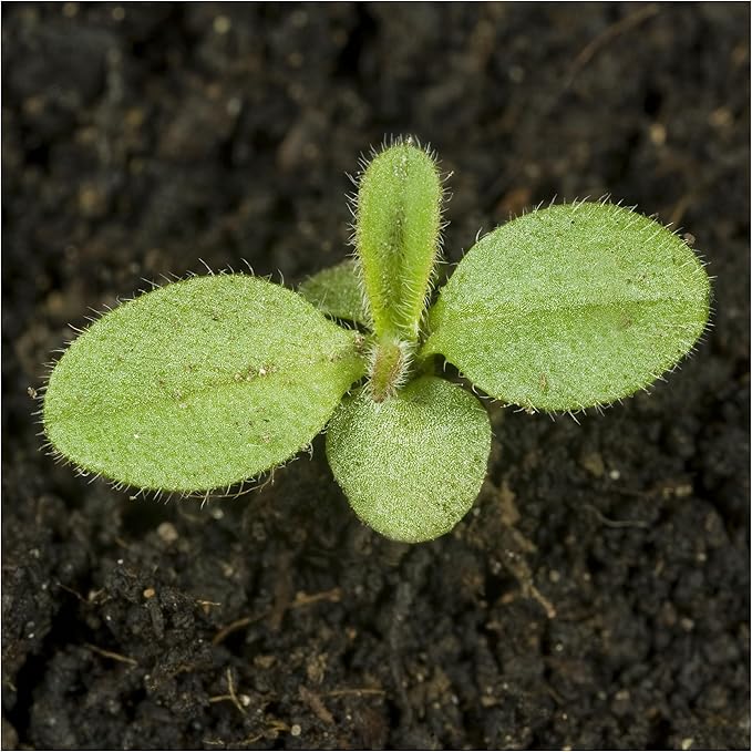 Seed Needs Forget Me Not Seeds for Planting Mixed Flowers - Heirloom & Open Pollinated Wild Flower Seed to Plant an Outdoor Butterfly Garden to Attract Pollinators (2 Packs)