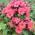 Easy to Grow Phlox Orange Perfection - 1 Plant Bareroot Tall Garden Phlox, Fragrant Flowers Summer