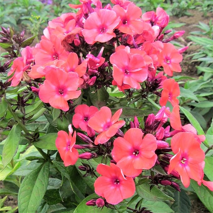 Easy to Grow Phlox Orange Perfection - 1 Plant Bareroot Tall Garden Phlox, Fragrant Flowers Summer