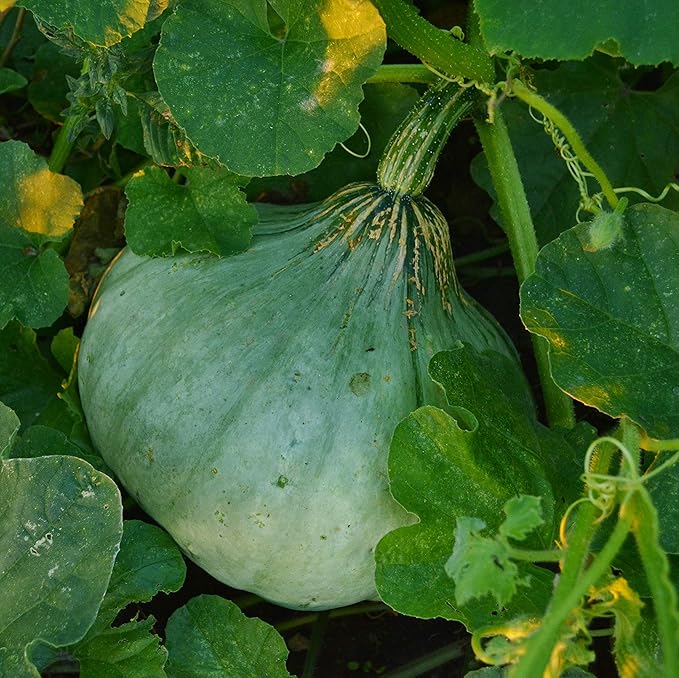 Sweet Meat Blue Winter Squash - 25 Seeds - Heirloom & Open-Pollinated Variety, Easy-to-Grow, Non-GMO Vegetable Seeds for Planting Outdoors in The Home Garden, Thresh Seed Company